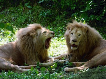 Два льва сбежали из зоопарка в Лейпциге