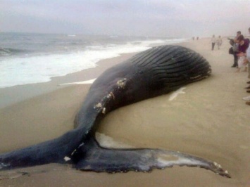 Ученые: На побережье Чили выбросились несколько китов