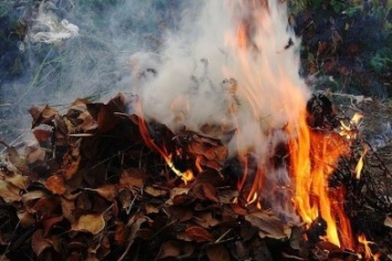 Сжигание опавшей листвы недопустимо