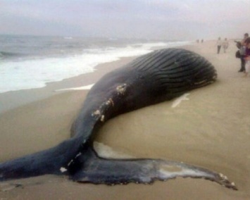 Ученые: Несколько китов выбросились на берег на севере Чили