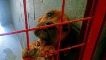 Фото этой печальной собаки разлетелось по Интернету, и всего за несколько дней ее жизнь изменилась навсегда