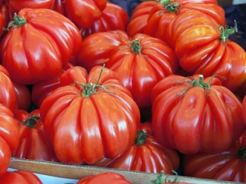 Украинские томаты пытались ввезти в Россию под видом клея