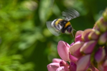 Пчелы могут испытывать эмоции и смены настроения - ученые