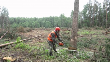 В Украине ужесточат правила санитарных рубок лесов