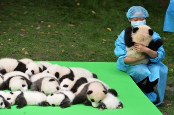 В Китае показали сразу 23 очаровательных детеныша бамбуковой панды