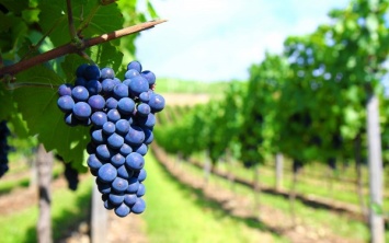 В США применят темный виноград для лечения кариеса