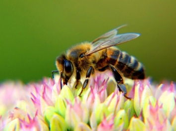 В США пчелы стали исчезающим видом