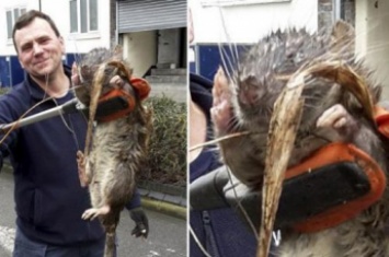 В Лондоне на детской площадке нашли гигантскую крысу длинной в 1,2 м. ФОТО