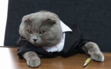 В Перми кот зарабатывает 400 тысяч рублей за селфи
