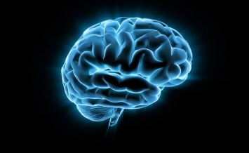 Ученые обнаружили участок мозга, перенимающий опыт других людей