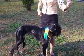 На сумской областной выставке собак организаторы определили 100 победителей