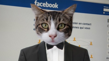 Facebook забанила пользователя за фотографию кота