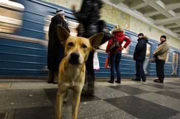 На Кольцевой линии метро с рейса сняли поезд из-за родов собаки