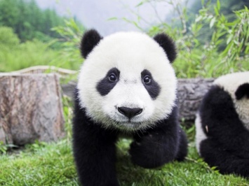В Московский зоопарк из Китая могут привезти гигантских панд