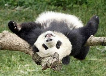 Гигантских панд завезут из Китая в Московский зоопарк