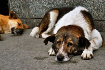 Какое будущее ждет бродячих собак в Мариуполе
