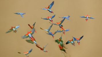Каким способом птицы ориентируются в воздухе, не сталкиваясь при этом друг с другом?