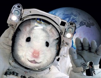 В 2021 году российский биоспутник с мышами поднимется выше МКС