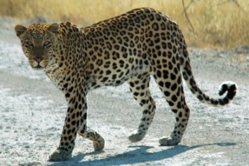 Из мариупольского зоопарка сбежал леопард