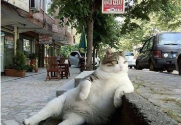 В Стамбуле установили памятник задумчивому коту Томбили