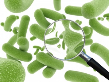 Ученые: Кишечные бактерии защищают организм от более опасных микробов