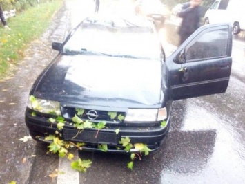 Дерево упало на легковушку во Львовской области и травмировало пассажирку