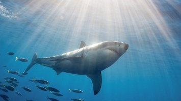 Ученые нашли останки гигантской доисторической акулы