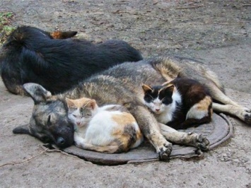Скорая помощь для бездомных животных появилась в Одессе