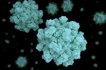 Ученые нашли основу для первой вакцины против норовируса