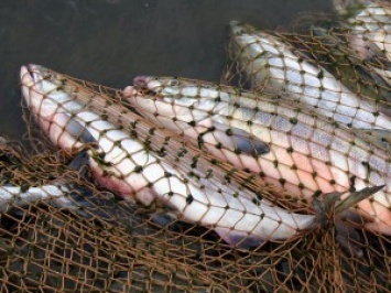 За сентябрь на Николаевщине браконьеры нанесли убытков рыбному хозяйству Украины на сумму свыше 8 млн.грн