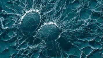 В Антарктиде нашли уникальную бактерию