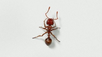 «Вредные» муравьи доказали пользу в борьбе с клещами