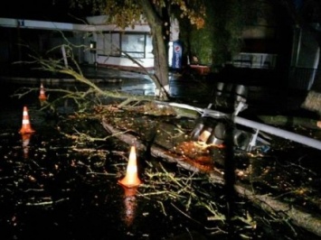 Из-за ливня в Хмельницком дерево упало на светофор