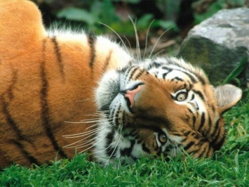 В зоопарке Владикавказа посетителей просят защитить тигрицу от кошки-обжоры