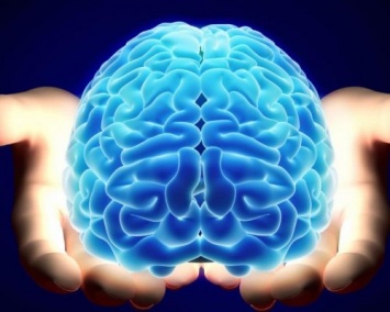 Ученые открыли ответственные за величину мозга гены