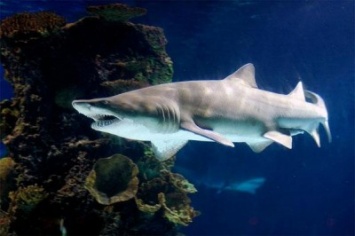 Специалисты развеяли миф о акулах-одиночках