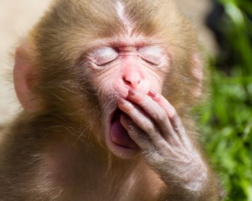 Ученые объяснили связь между зеванием и размером мозга
