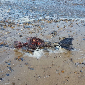 Британец опубликовал в интернете фото останков русалки