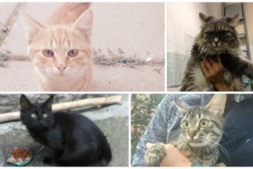 Они ищут свой дом: 10 котов, которых могут приютить запорожцы (ФОТО)
