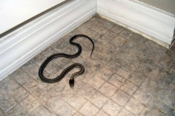 Жители Каменского обнаружили у себя в квартире змею