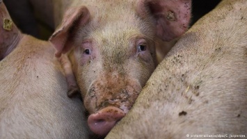 В России запретили ввоз свиней и свинины из Молдавии