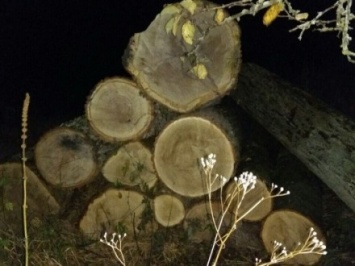 В Житомирской области СБУ предотвратила нелегальный вывоз вековых дубов