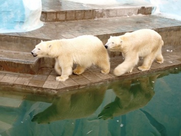 В Ленинградском зоопарке умер белый медведь