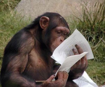 У обезьян обнаружена способность осознавать ошибки других