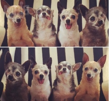 Девушка создала супер-команду из уникальных собак-пенсионеров