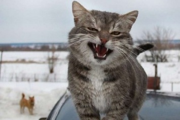 На Херсонщине кот спас от смерти хозяев (ФОТО)