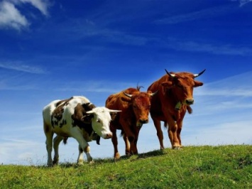 Трое украинском пытались незаконно перегнать четырех коров в РФ