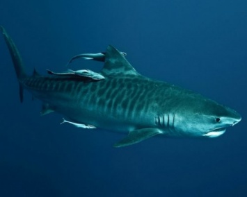 Ученые: Тигровые акулы на самом деле дружелюбные