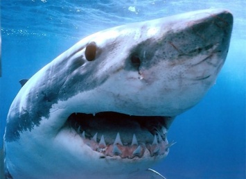 Ученые: Тигровые акулы очень дружелюбны