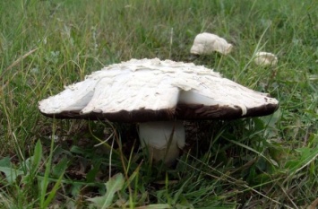 Ученые: В России обнаружены новые виды грибов